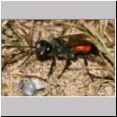 Astata boops - Wanzengrabwespe w03a 10mm.jpg